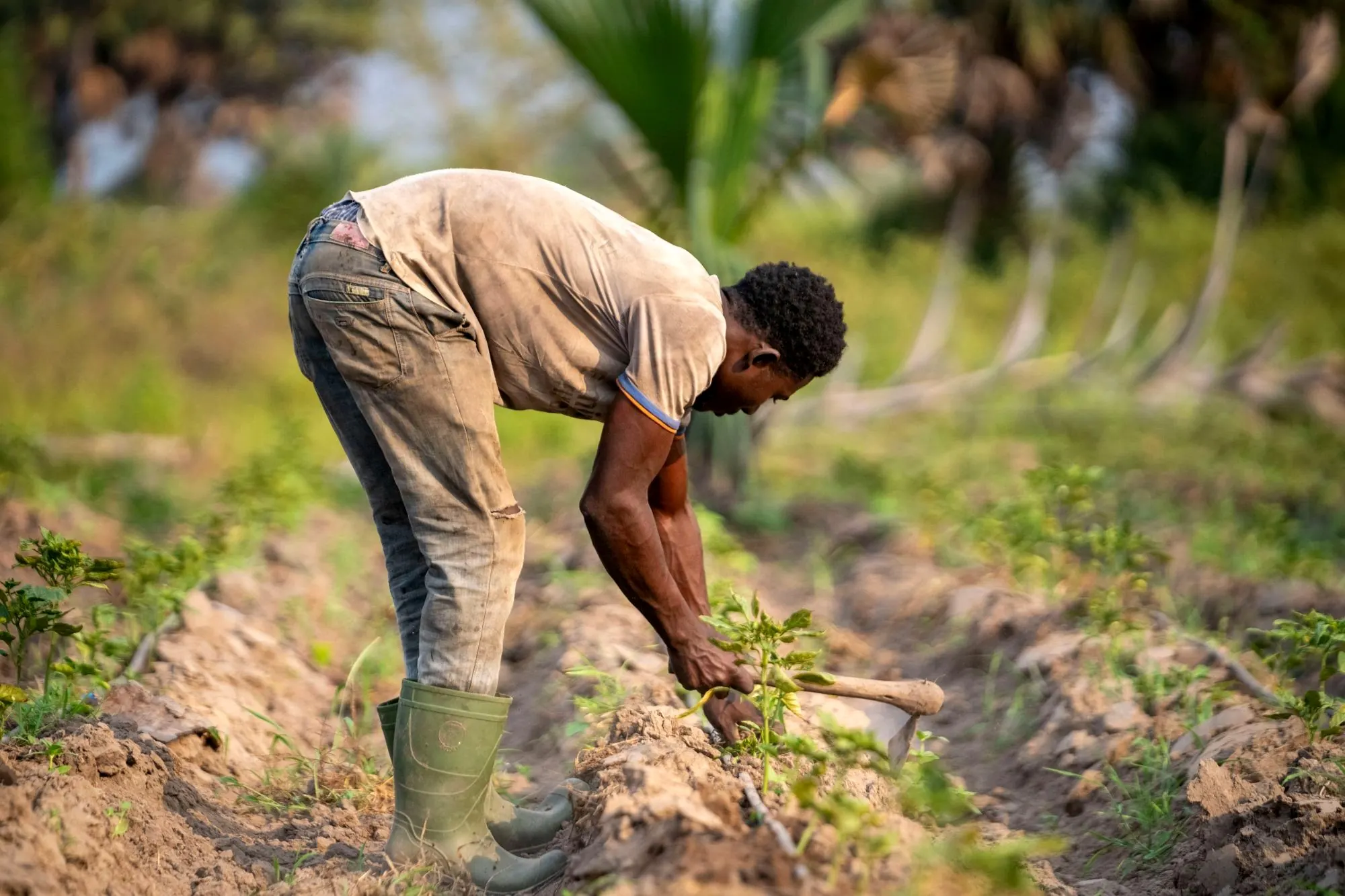 A farmer tending young crops in the field